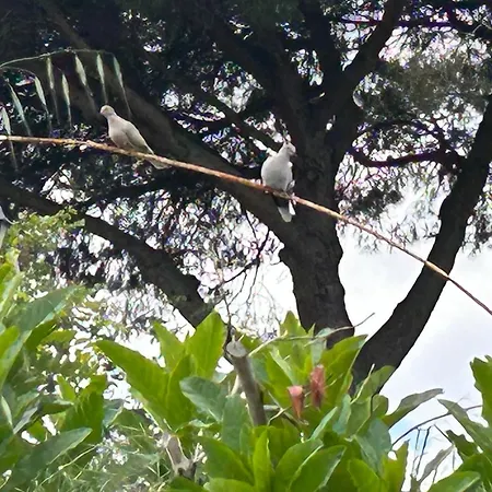 Apanu